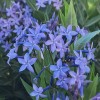 Amsonia